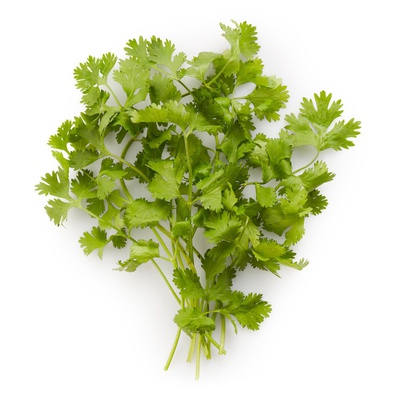 Cilantro Bunch