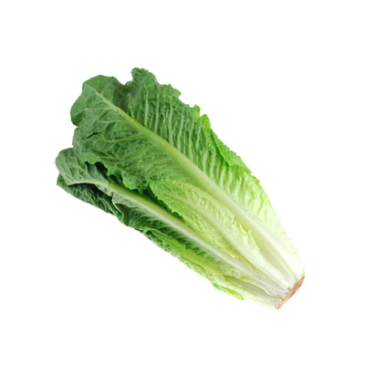 Romaine Lettuce