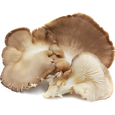 Oyster Mushrooms