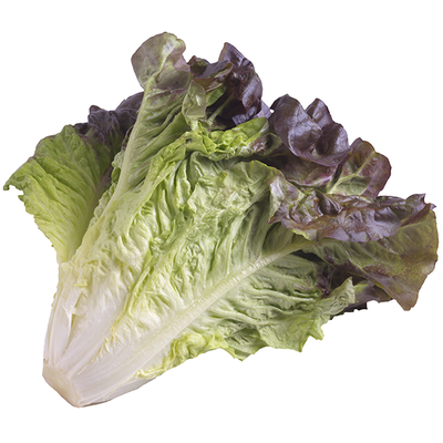 Red Romaine Lettuce