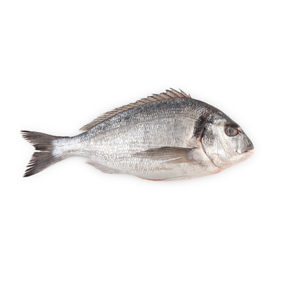 Mediterranean Sea Bream