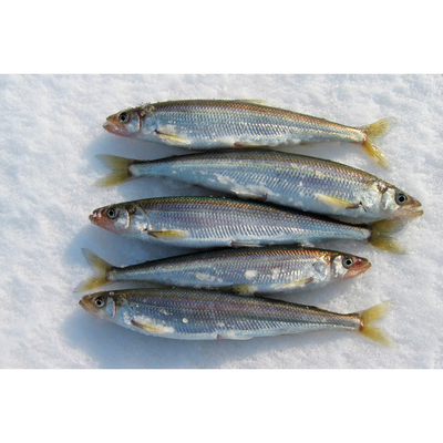 Sea Smelts