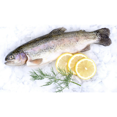Whole Fresh Rainbow Trout