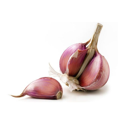 Purple Garlic Bulb